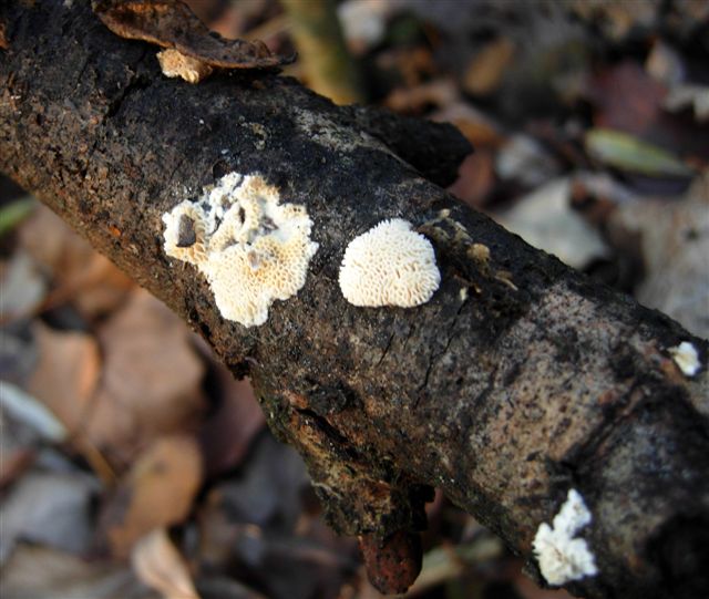 Aphyllophorales???